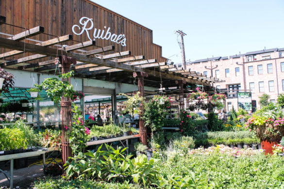 Ruibal's Plants of Texas - Live Love Local