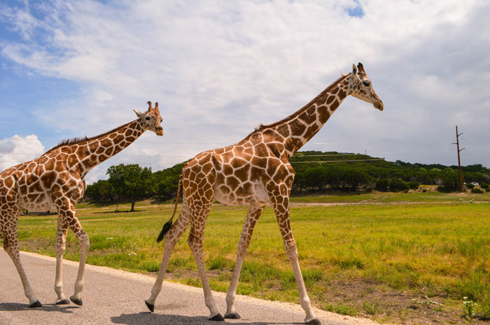 Giraffes Fossil Rim