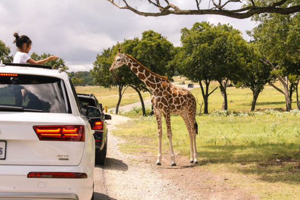 safari in granbury tx