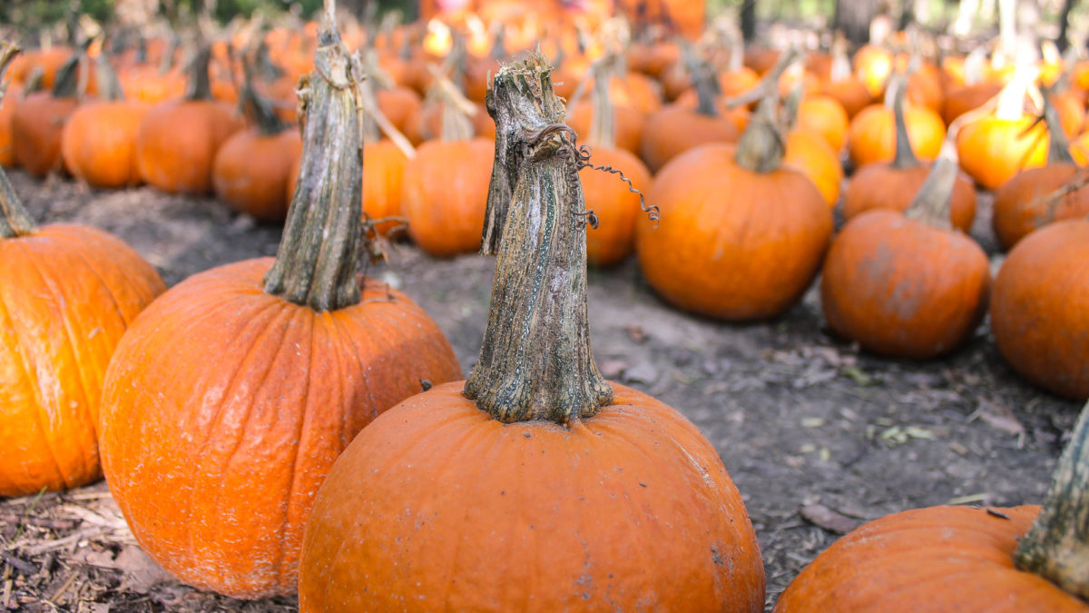 5 Ways to Celebrate Fall at the Blase Family Farm