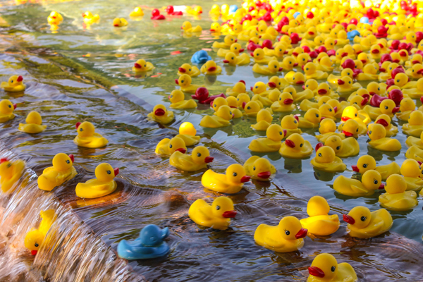 Rockwall Rubber Duck Regatta