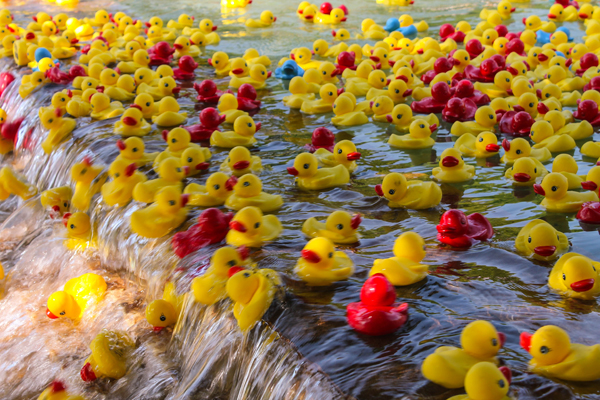 Rockwall Rubber Duck Regatta