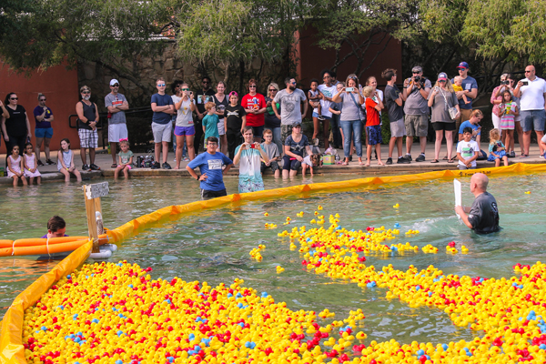 Rockwall Rubber Duck Regatta Finish Line