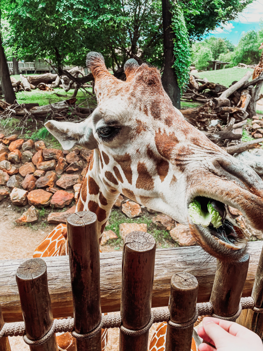 feeding giraffes fort worth zoo