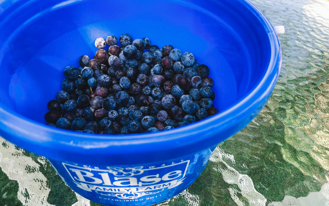 Blueberry Picking at Blase Family Farm in Rockwall, TX